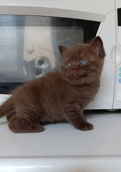 British Shorthair