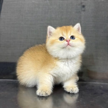 British Shorthair