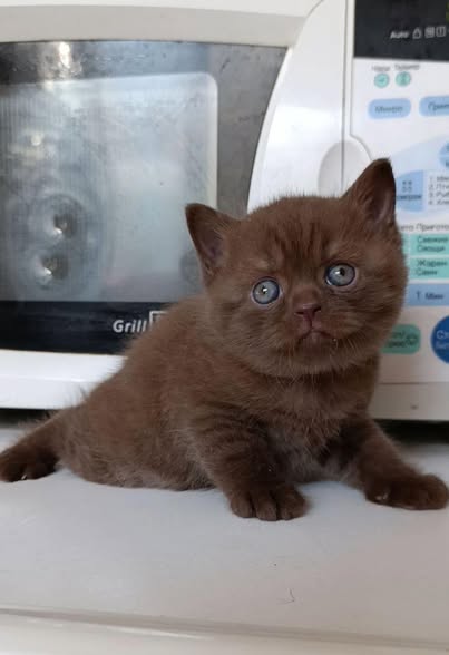 British Shorthair
