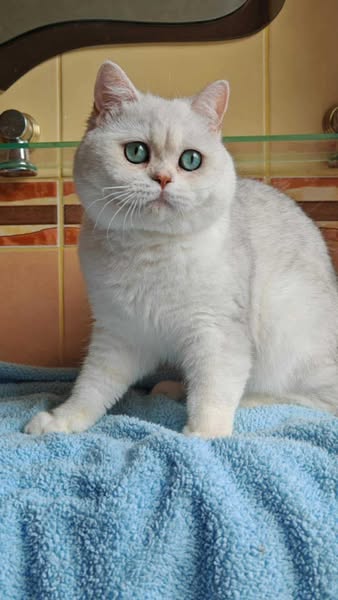 British Shorthair