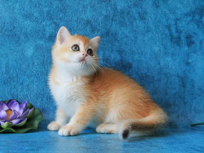 British Shorthair