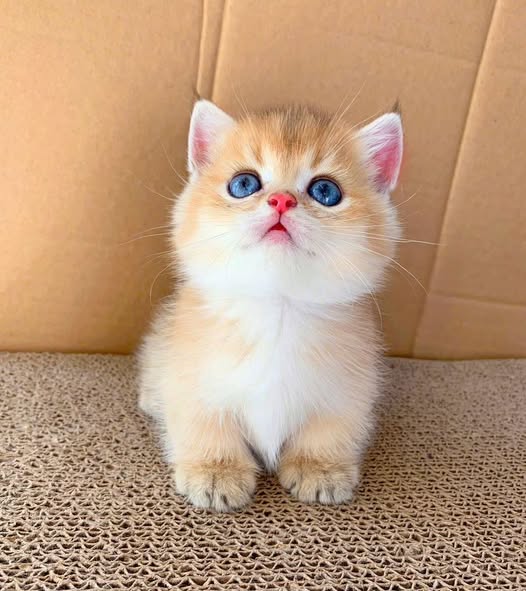Munchkin