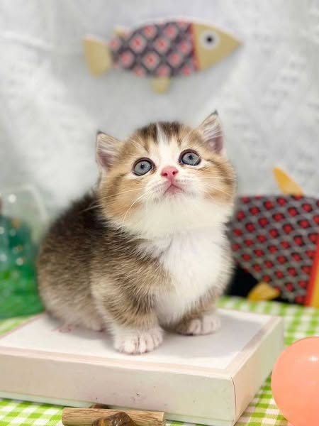Munchkin