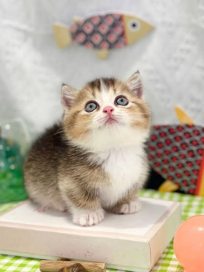 Munchkin