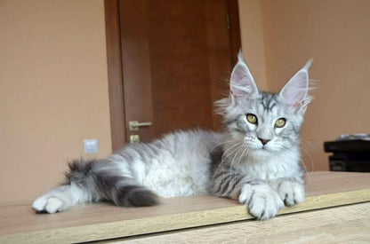 Maine Coon