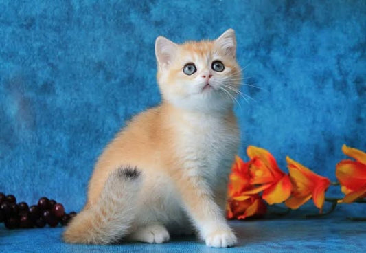 British Shorthair