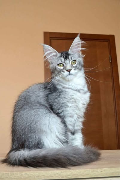 Maine Coon