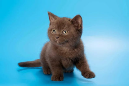 British Shorthair