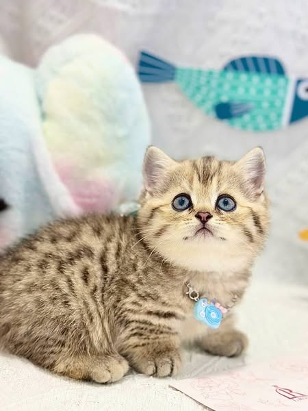 Munchkin