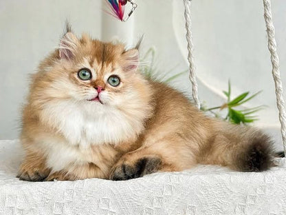 Munchkin Longhair