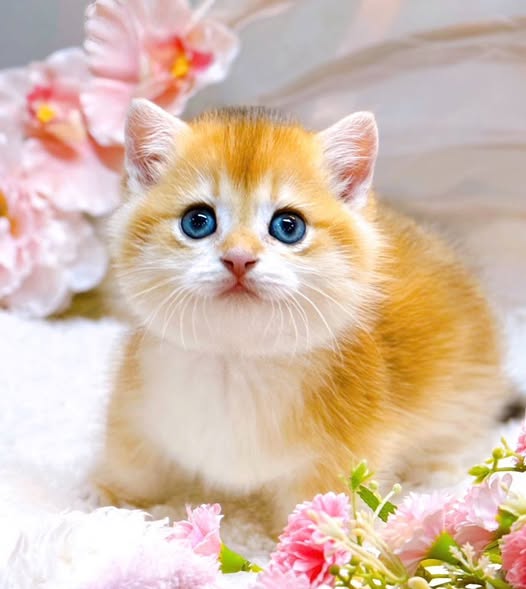 Munchkin