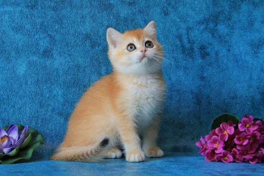 British Shorthair