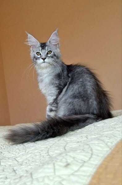 Maine Coon