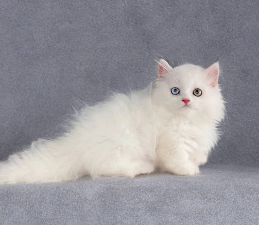 Munchkin Longhair