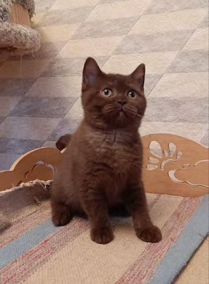 British Shorthair