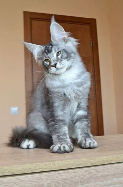 Maine Coon