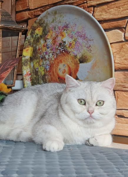 British Shorthair