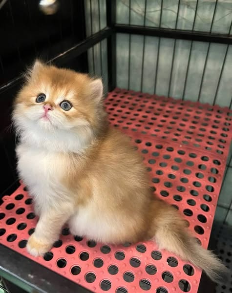 British Longhair