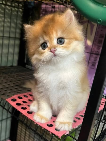 British Longhair