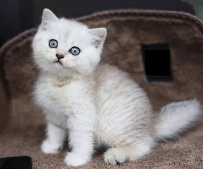 British Shorthair