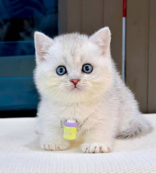 Munchkin