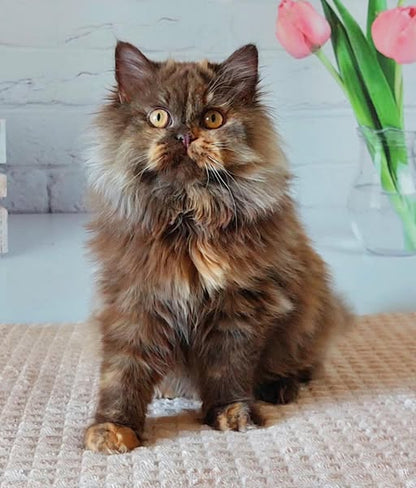 British Longhair