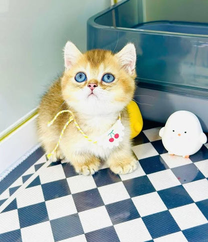 Munchkin
