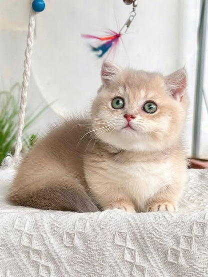 Munchkin