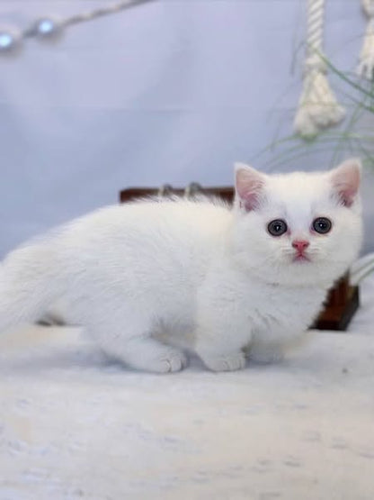 Munchkin