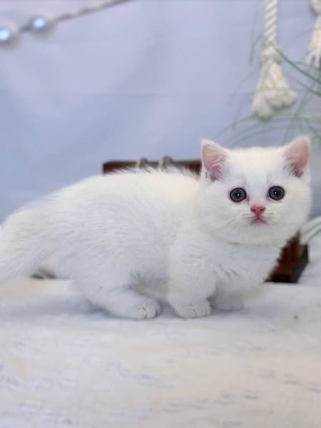 Munchkin