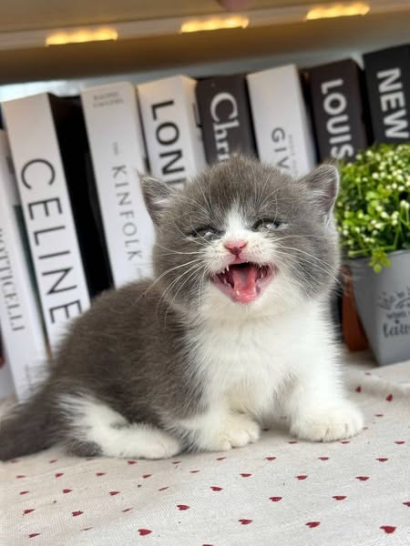 Munchkin
