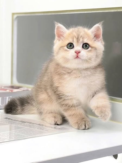 Munchkin Fold