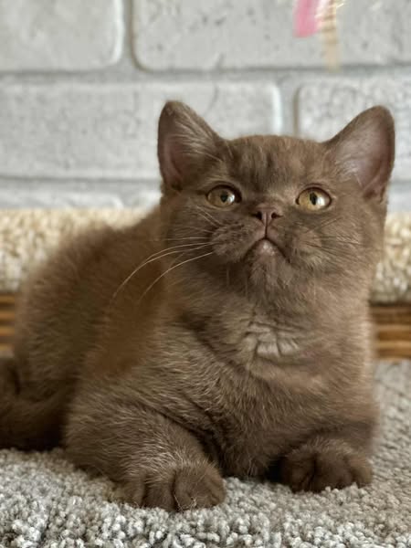 British Shorthair