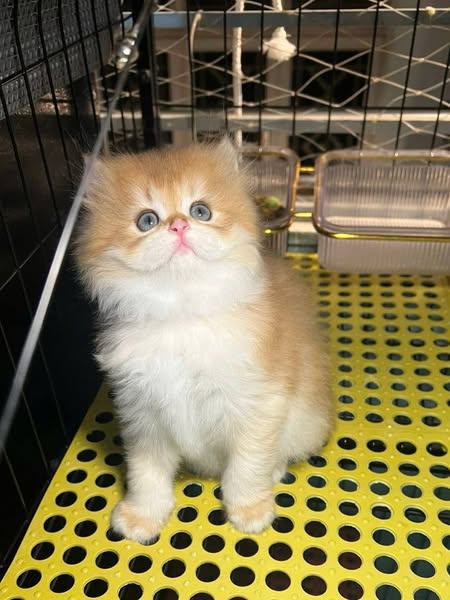 British Longhair