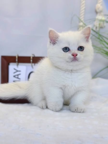 Munchkin
