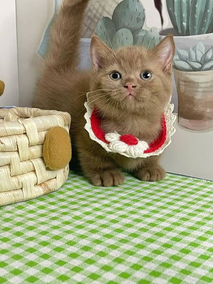 Munchkin