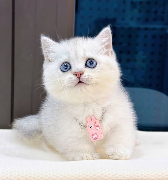 Munchkin