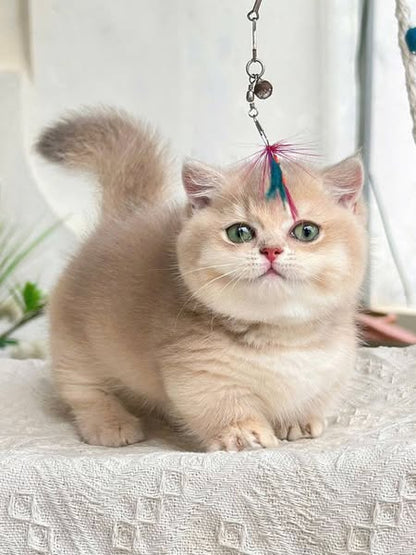 Munchkin