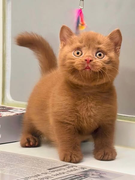 British Shorthair