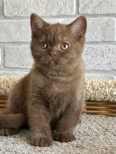 British Shorthair