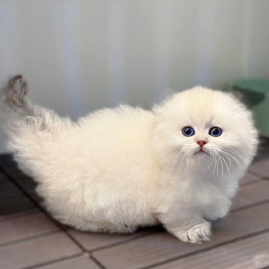 Munchkin Fold Longhair
