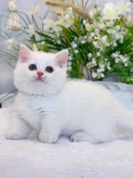 Munchkin