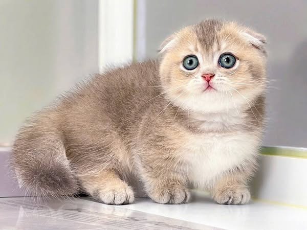 Munchkin Fold