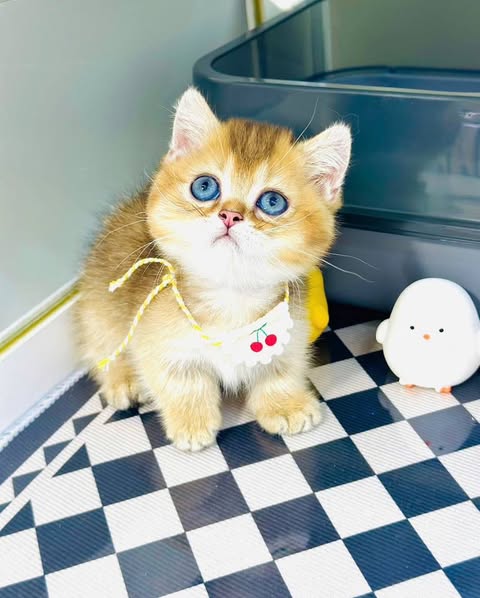 Munchkin