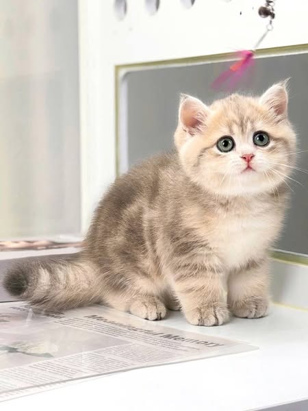 Munchkin Fold