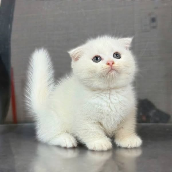 Munchkin Fold
