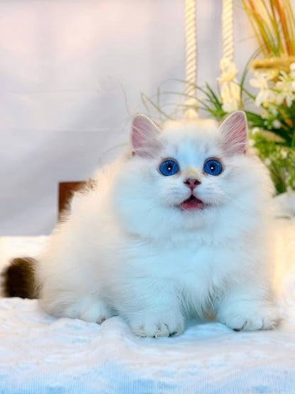 Munchkin Longhair
