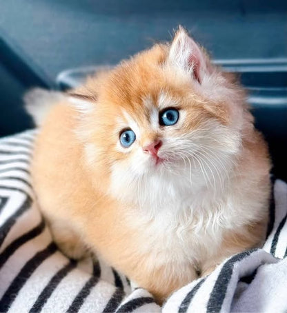 Munchkin Longhair