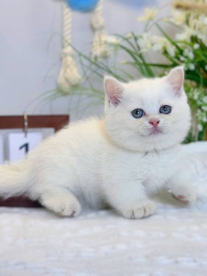 Munchkin
