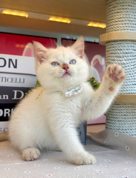 British Shorthair